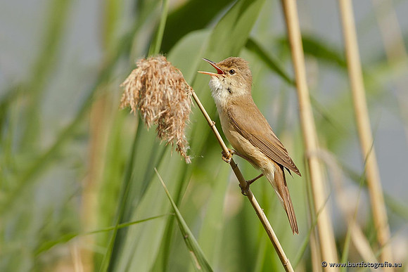 Rietvogels, Bart Fotografie-107