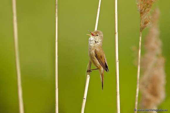Rietvogels, Bart Fotografie-108