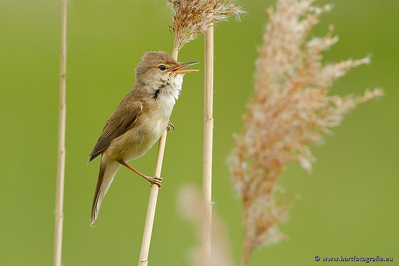 Rietvogels, Bart Fotografie-109