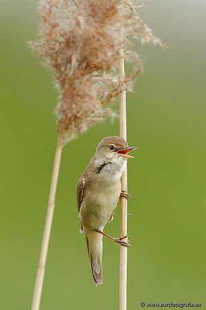Rietvogels, Bart Fotografie-110