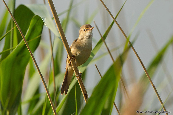 Rietvogels, Bart Fotografie-105
