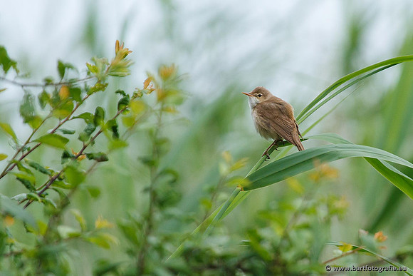 Rietvogels, Bart Fotografie-111