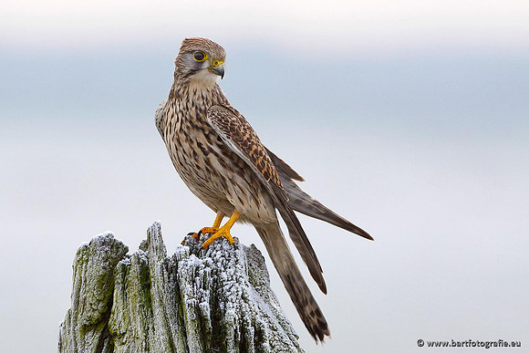 Roofvogels en Uilen, Bart Fotografie-004