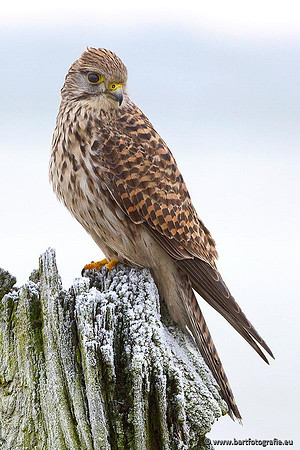 Roofvogels en Uilen, Bart Fotografie-003