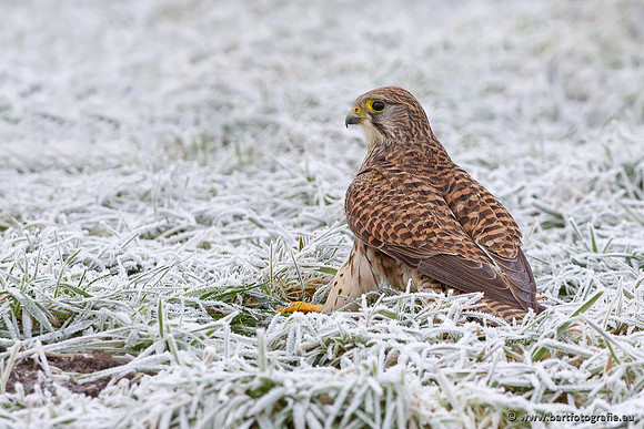 Roofvogels en Uilen, Bart Fotografie-006