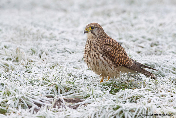 Roofvogels en Uilen, Bart Fotografie-007