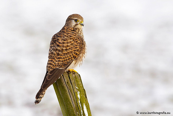 Roofvogels en Uilen, Bart Fotografie-009