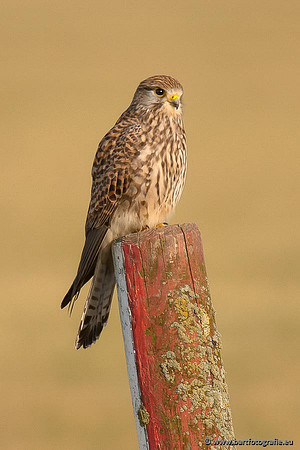 Roofvogels en Uilen, Bart Fotografie-010