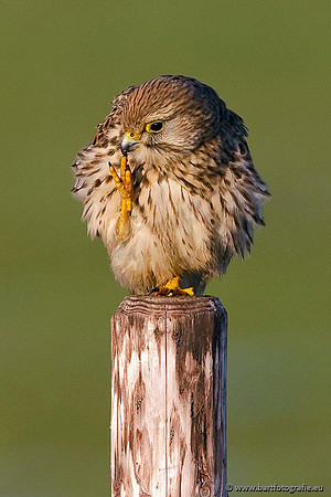 Roofvogels en Uilen, Bart Fotografie-012