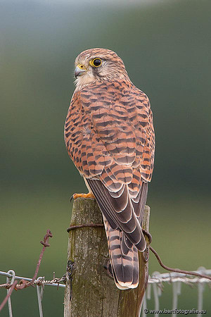 Roofvogels en Uilen, Bart Fotografie-011