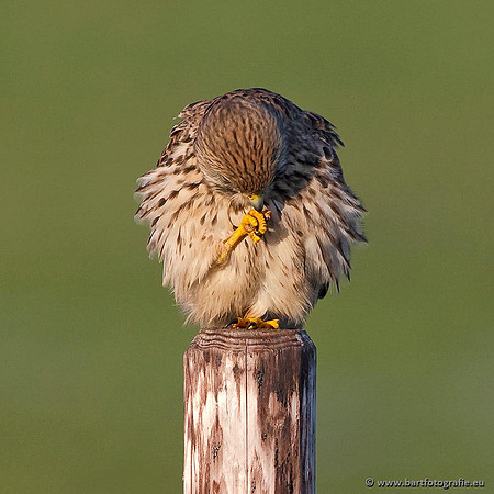 Roofvogels en Uilen, Bart Fotografie-014