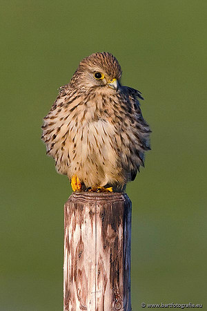 Roofvogels en Uilen, Bart Fotografie-013