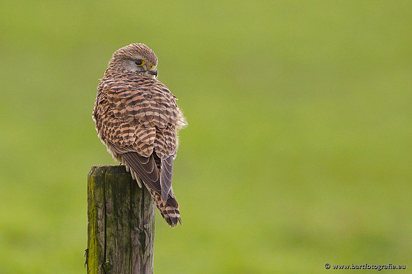 Roofvogels en Uilen, Bart Fotografie-015