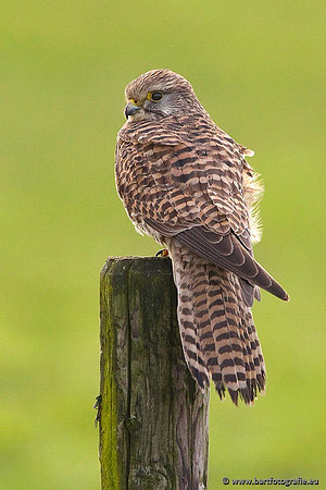 Roofvogels en Uilen, Bart Fotografie-016