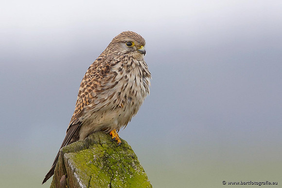 Roofvogels en Uilen, Bart Fotografie-018