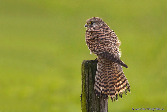 Roofvogels en Uilen, Bart Fotografie-017