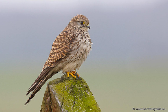 Roofvogels en Uilen, Bart Fotografie-019