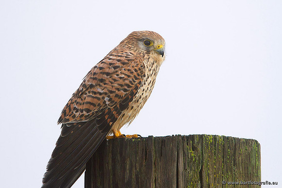 Roofvogels en Uilen, Bart Fotografie-020