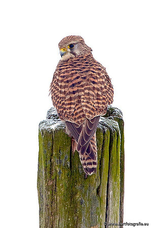 Roofvogels en Uilen, Bart Fotografie-021