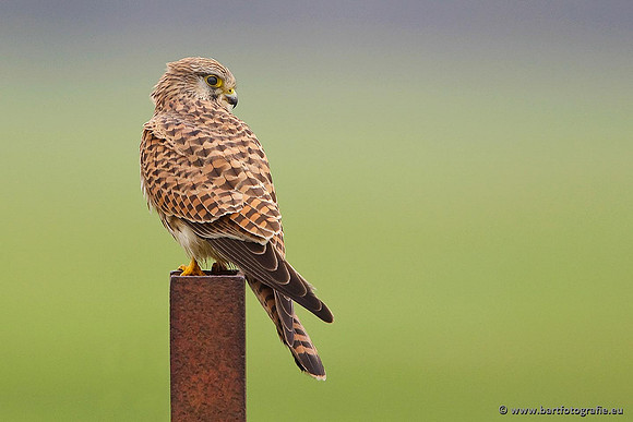 Roofvogels en Uilen, Bart Fotografie-023