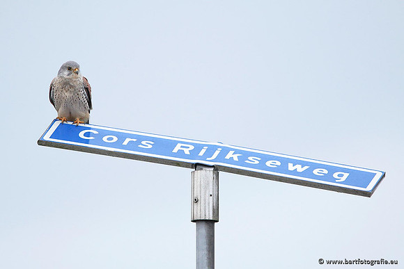 Roofvogels en Uilen, Bart Fotografie-025