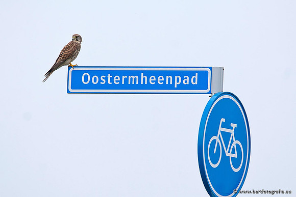 Roofvogels en Uilen, Bart Fotografie-024