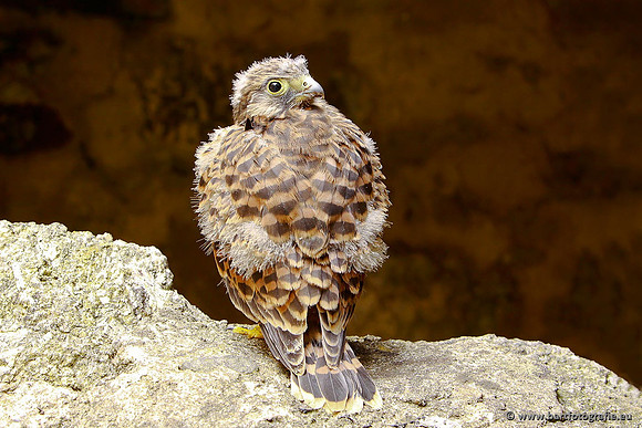 Roofvogels en Uilen, Bart Fotografie-026