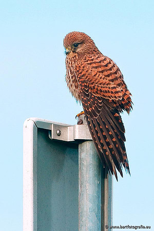 Roofvogels en Uilen, Bart Fotografie-022