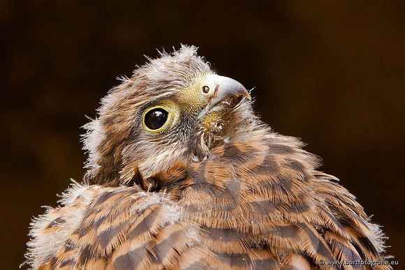 Roofvogels en Uilen, Bart Fotografie-027