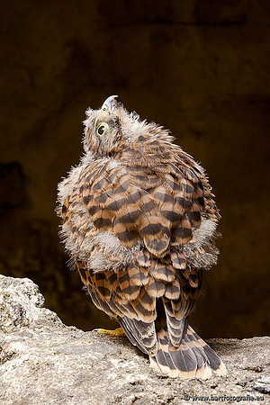 Roofvogels en Uilen, Bart Fotografie-028