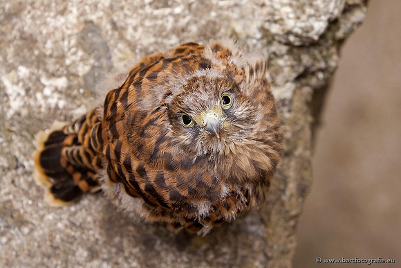 Roofvogels en Uilen, Bart Fotografie-029