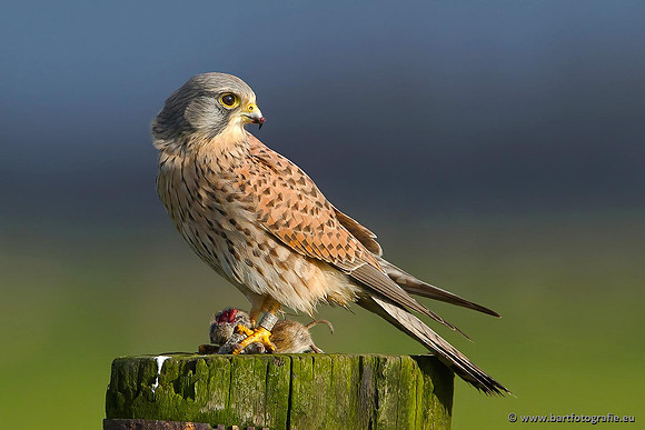 Roofvogels en Uilen, Bart Fotografie-030