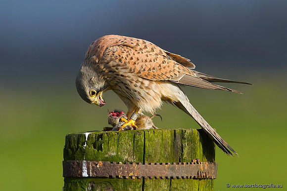 Roofvogels en Uilen, Bart Fotografie-031