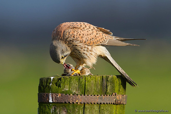 Roofvogels en Uilen, Bart Fotografie-032