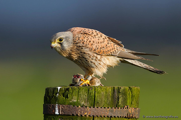 Roofvogels en Uilen, Bart Fotografie-033