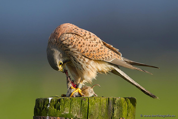 Roofvogels en Uilen, Bart Fotografie-034