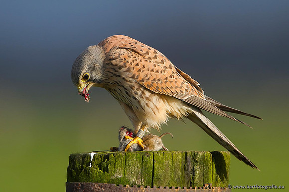 Roofvogels en Uilen, Bart Fotografie-035