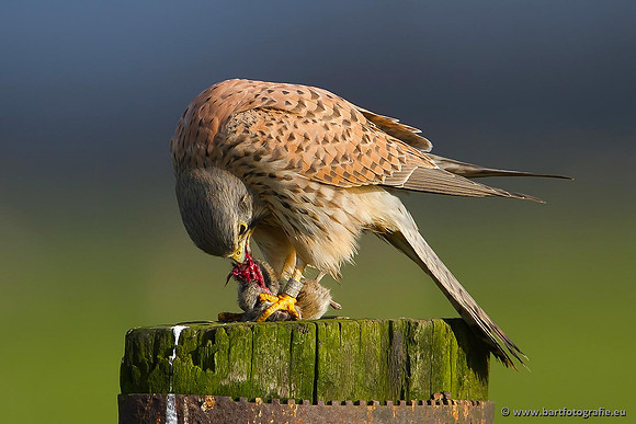 Roofvogels en Uilen, Bart Fotografie-036