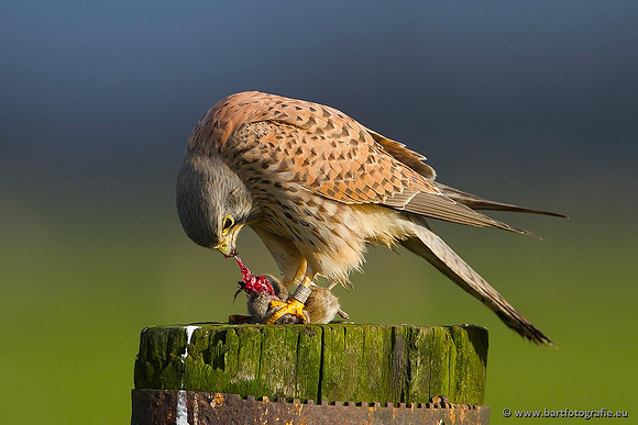Roofvogels en Uilen, Bart Fotografie-037
