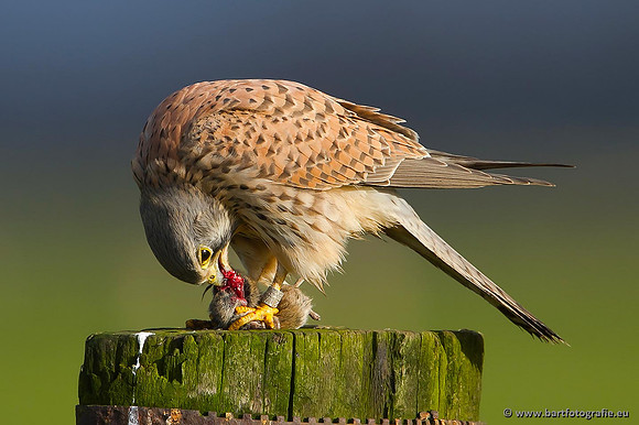 Roofvogels en Uilen, Bart Fotografie-039