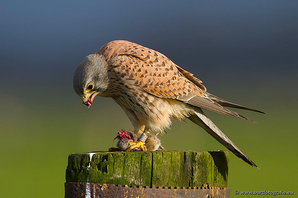 Roofvogels en Uilen, Bart Fotografie-038