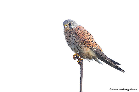 Roofvogels en Uilen, Bart Fotografie-040