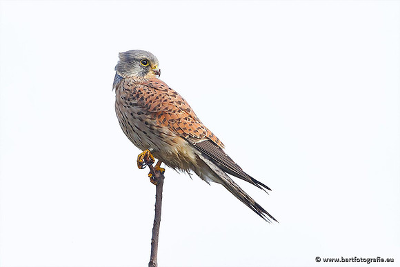 Roofvogels en Uilen, Bart Fotografie-041