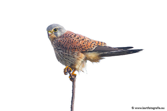 Roofvogels en Uilen, Bart Fotografie-042