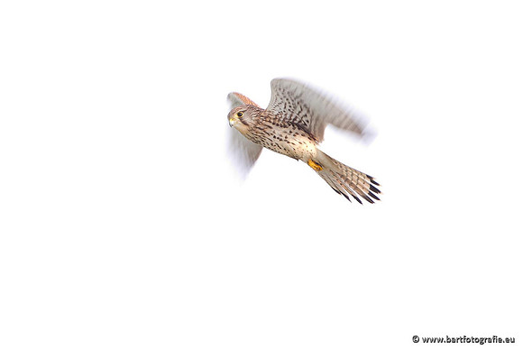 Roofvogels en Uilen, Bart Fotografie-043