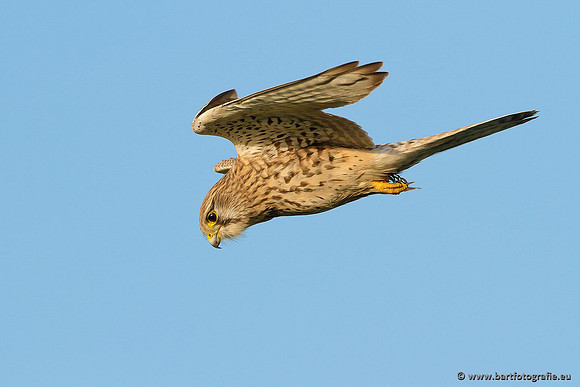 Roofvogels en Uilen, Bart Fotografie-045