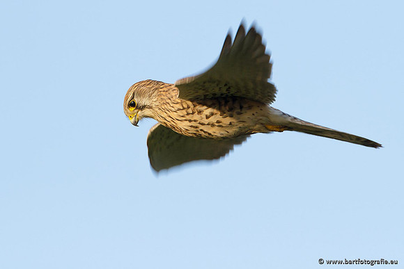 Roofvogels en Uilen, Bart Fotografie-046