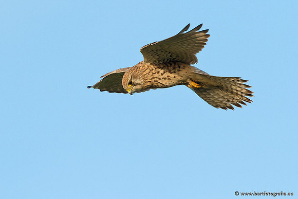 Roofvogels en Uilen, Bart Fotografie-047