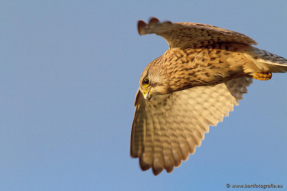 Roofvogels en Uilen, Bart Fotografie-049