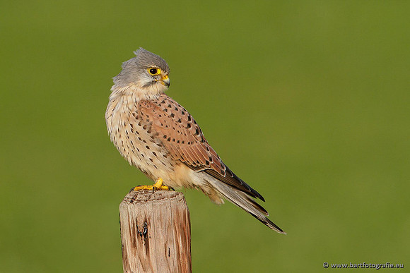 Roofvogels en Uilen, Bart Fotografie-050
